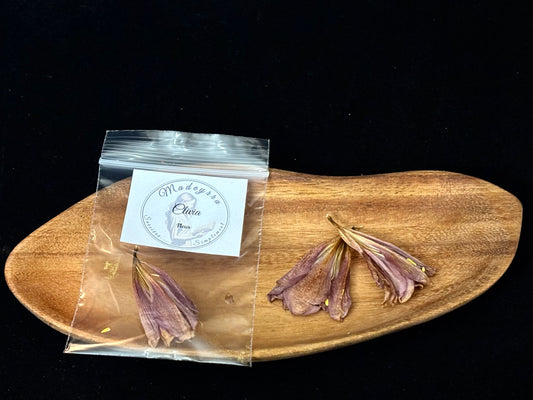 Fleur magique - Clivia