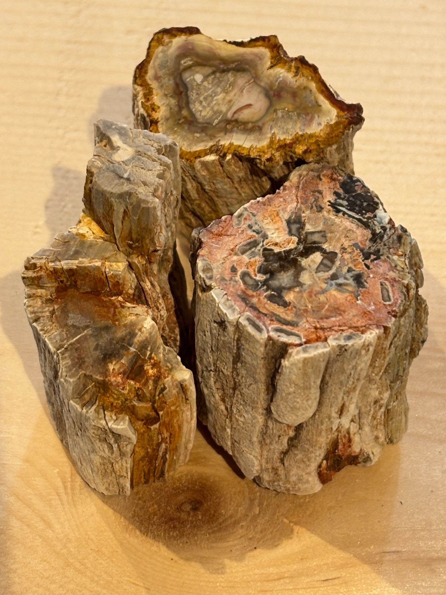 Bûches de bois pétrifié (Calcédoine)